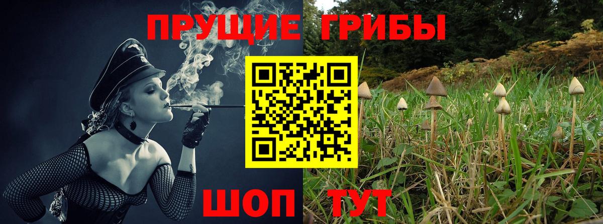 Галлюциногенные грибы Cubensis  Вход с VPN  Красный Сулин 